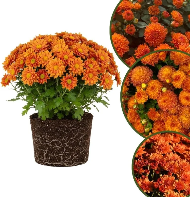 Dark Purple Chrysanthemum Live Plant, 4-7 Inch Tall Perennial Mum, Outdoor - Image 5