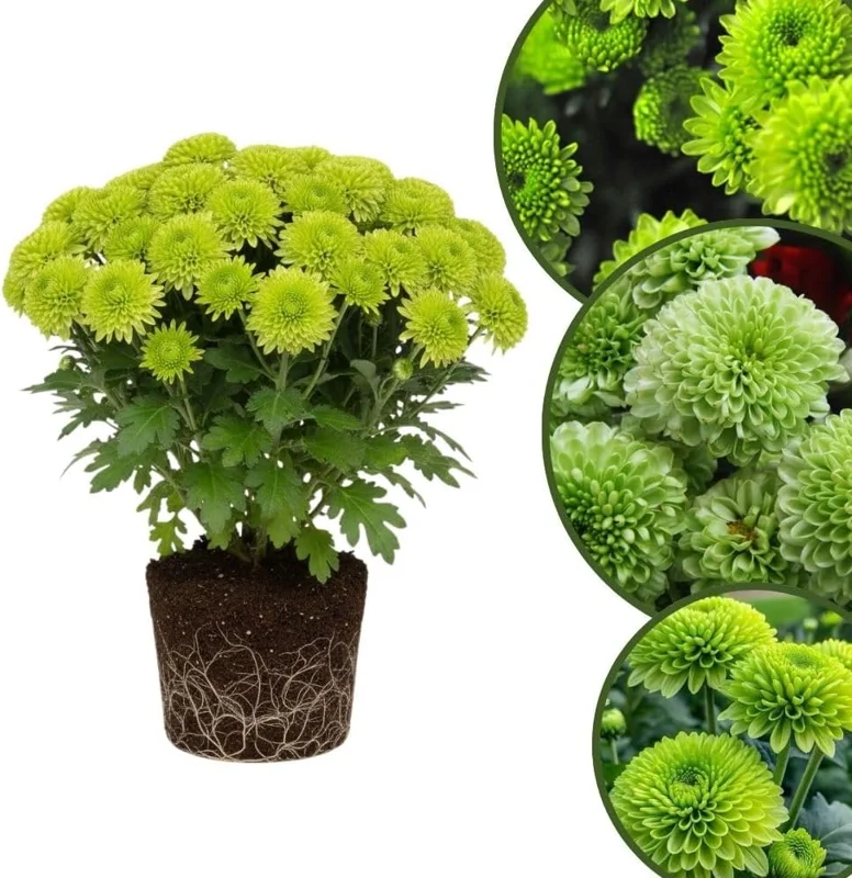 Dark Purple Chrysanthemum Live Plant, 4-7 Inch Tall Perennial Mum, Outdoor - Image 6
