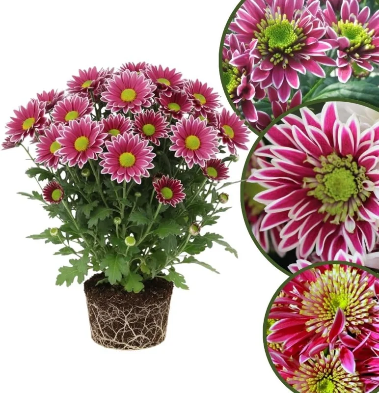 Dark Purple Chrysanthemum Live Plant, 4-7 Inch Tall Perennial Mum, Outdoor - Image 7