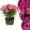 Dark Purple Chrysanthemum Live Plant, 4-7 Inch Tall Perennial Mum, Outdoor - Image 1