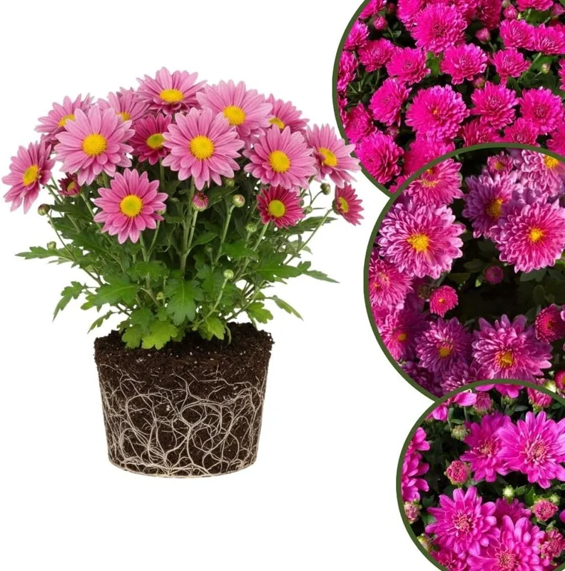 Dark Purple Chrysanthemum Live Plant, 4-7 Inch Tall Perennial Mum, Outdoor - Image 1