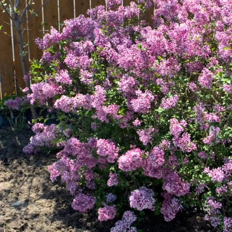 Dark Purple Lilac Live Plant - Fragrant Syringa Shrub, Well-Rooted, Outdoor - Image 5
