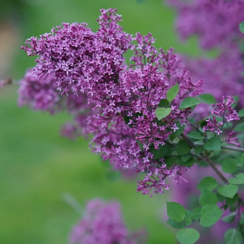 Dark Purple Lilac Live Plant - Fragrant Syringa Shrub, Well-Rooted, Outdoor - Image 6
