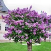 Dark Purple Lilac Live Plant - Fragrant Syringa Shrub, Well-Rooted, Outdoor - Image 1