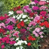 Dianthus Live Plant - Mixed Color Carnation Perennial, Fragrant, 3-6 Inch Pot - Image 1