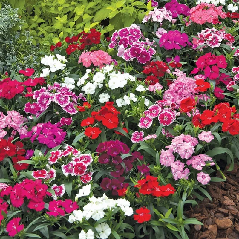 Dianthus Live Plant - Mixed Color Carnation Perennial, Fragrant, 3-6 Inch Pot - Image 1