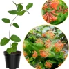 Dropmore Scarlet Climbing Honeysuckle Live Plant – 2.5 Inch Pot – Fragrant Outdoor Vine - Image 1