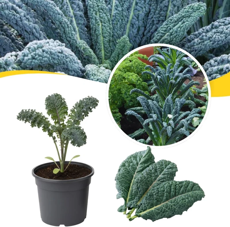 Dwarf Blue Kale Live Plant - 3-6 Inches Tall, Well-Rooted in 4 Inch Pot for Garden - Image 2
