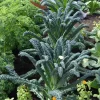 Dwarf Blue Kale Live Plant - 3-6 Inches Tall, Well-Rooted in 4 Inch Pot for Garden - Image 1