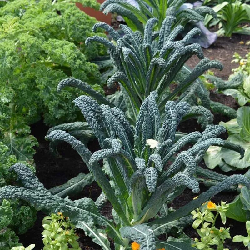 Dwarf Blue Kale Live Plant - 3-6 Inches Tall, Well-Rooted in 4 Inch Pot for Garden - Image 1