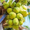 Dwarf Coconut Tree Live Plant – 2-3 Ft Tall Tropical Fruit Tree – Indoor/Outdoor - Image 1