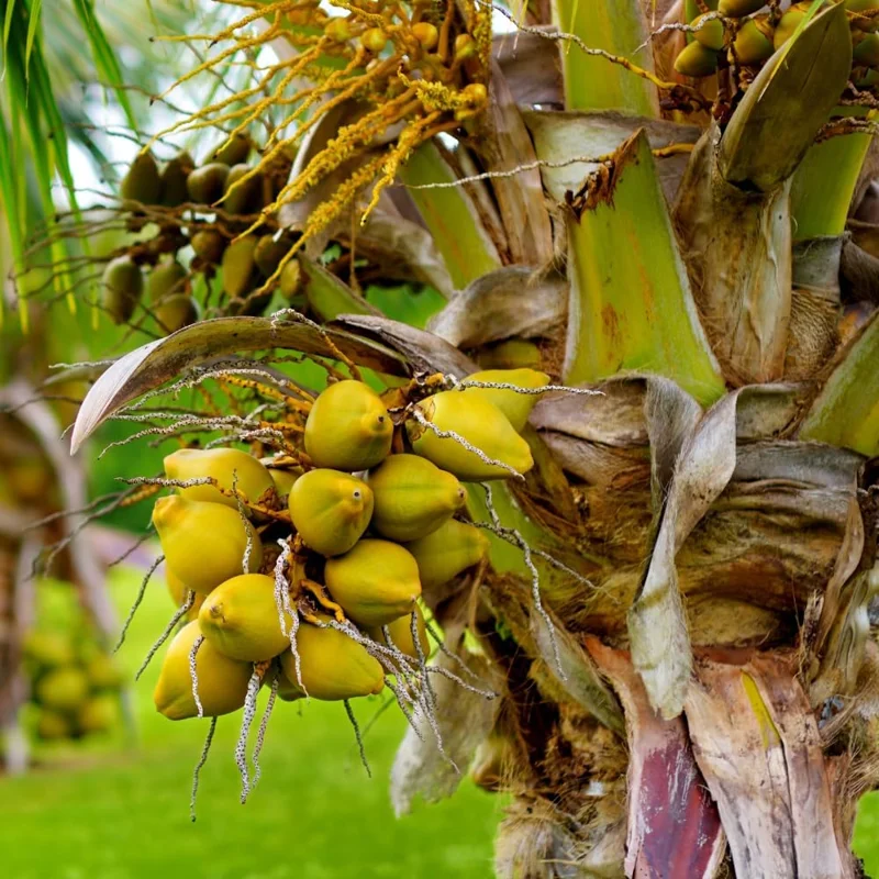 Dwarf Coconut Tree Live Plant – 2-3 Ft Tall Tropical Fruit Tree – Indoor/Outdoor - Image 2