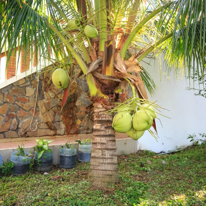 Dwarf Coconut Tree Live Plant – Sweet Tropical Fruit Tree – 2-3 Feet Tall – Ready for Planting - Image 2