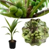 Dwarf Coconut Tree Live Plant – Sweet Tropical Fruit Tree – 2-3 Feet Tall – Ready for Planting - Image 1