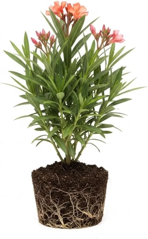 Dwarf Salmon Oleander Live Plant - 5-7" Tall Flowering Shrub, Outdoor Easy Care - Image 2