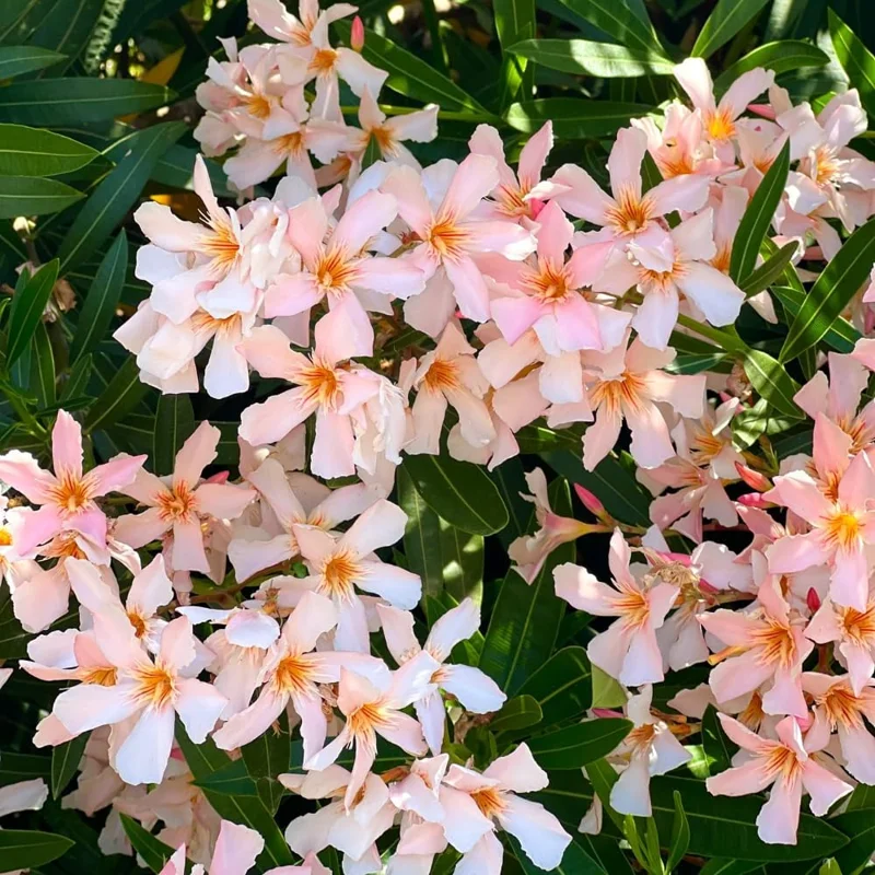 Dwarf Salmon Oleander Live Plant - 5-7" Tall Flowering Shrub, Outdoor Easy Care - Image 4