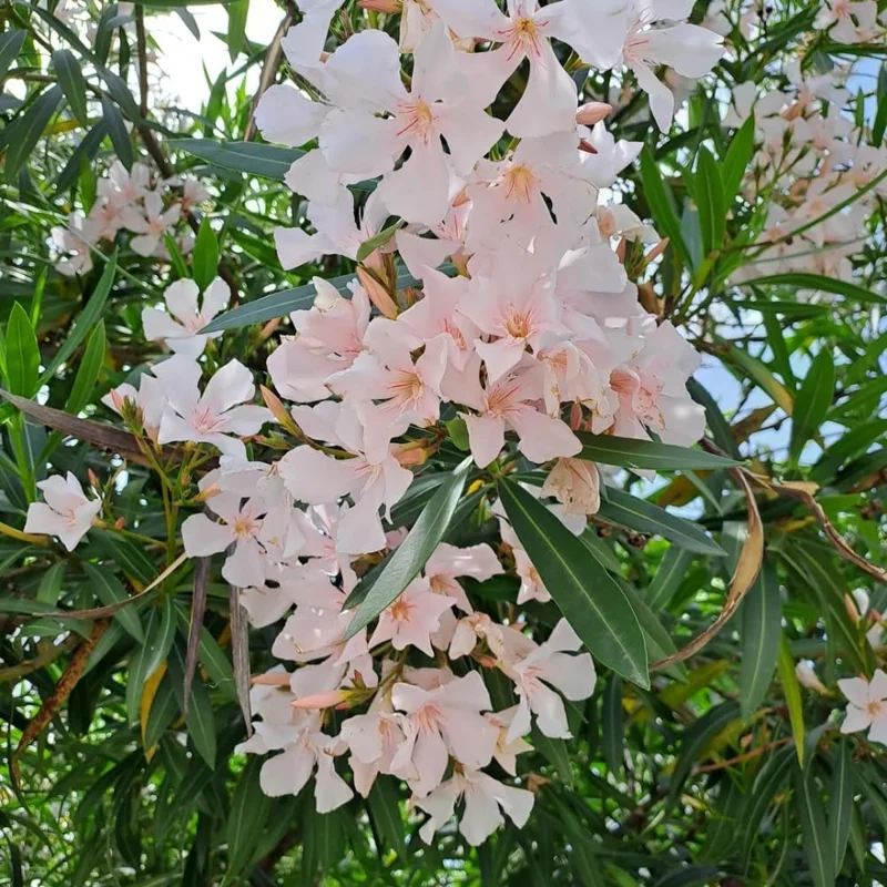 Dwarf Salmon Oleander Live Plant - 5-7" Tall Flowering Shrub, Outdoor Easy Care - Image 5