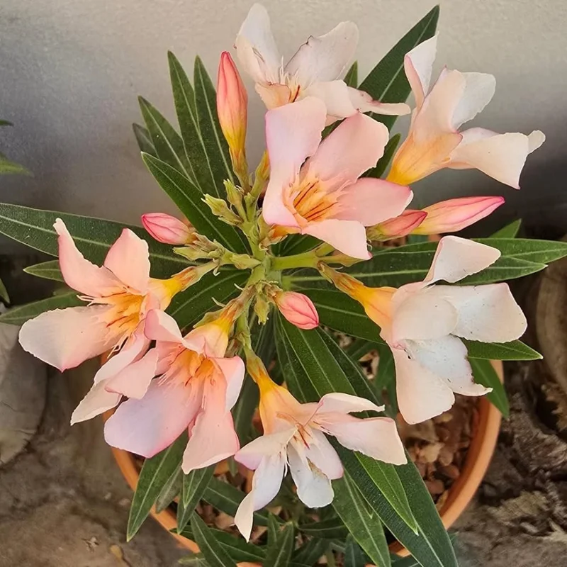 Dwarf Salmon Oleander Live Plant - 5-7" Tall Flowering Shrub, Outdoor Easy Care - Image 6