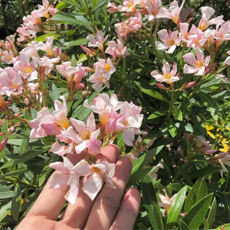 Dwarf Salmon Oleander Live Plant - 5-7" Tall Flowering Shrub, Outdoor Easy Care - Image 7