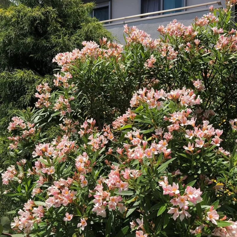 Dwarf Salmon Oleander Live Plant - 5-7" Tall Flowering Shrub, Outdoor Easy Care - Image 8