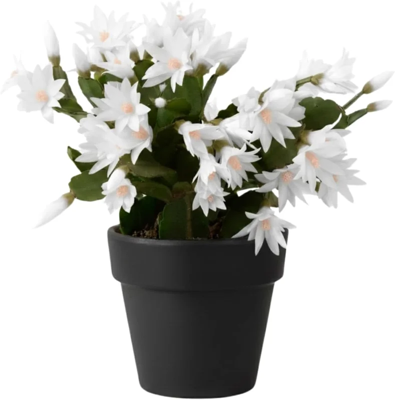 Easter Cactus Live Plant – Rhipsalidopsis Gaertneri – 4-8'' Tall – Assorted Blooms – No Pot - Image 2