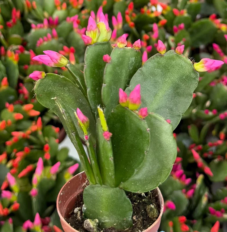 Easter Cactus Live Plant – Rhipsalidopsis Gaertneri – 2 inch Pot Houseplant - Image 3