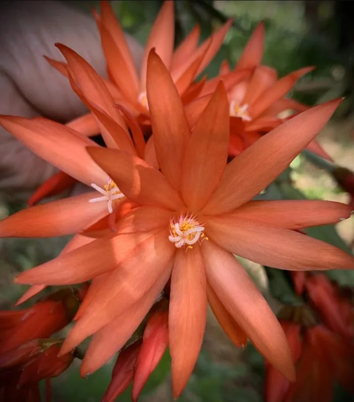 Easter Cactus Live Plant – Rhipsalidopsis Gaertneri – 2 inch Pot Houseplant - Image 1