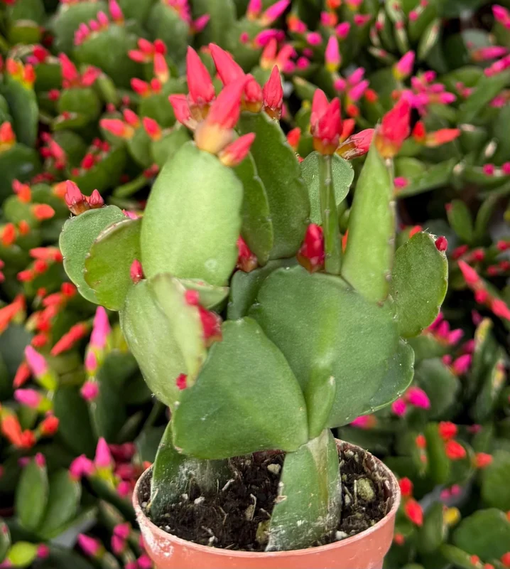 Easter Cactus Live Plant – Rhipsalidopsis Gaertneri – 2 inch Pot Houseplant - Image 4