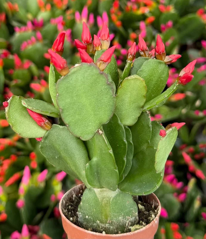 Easter Cactus Live Plant – Rhipsalidopsis Gaertneri – 2 inch Pot Houseplant - Image 5