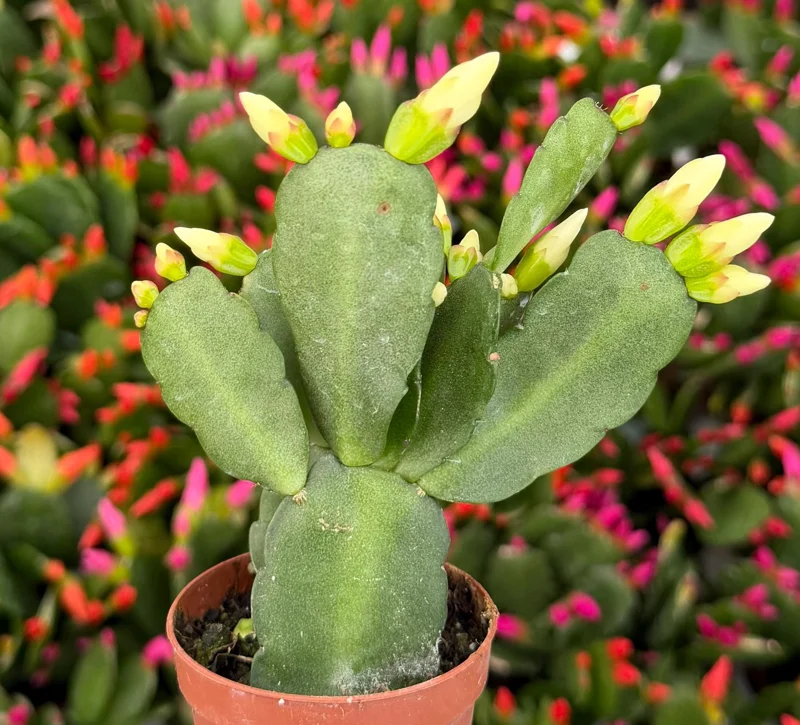 Easter Cactus Live Plant – Rhipsalidopsis Gaertneri – 2 inch Pot Houseplant - Image 6