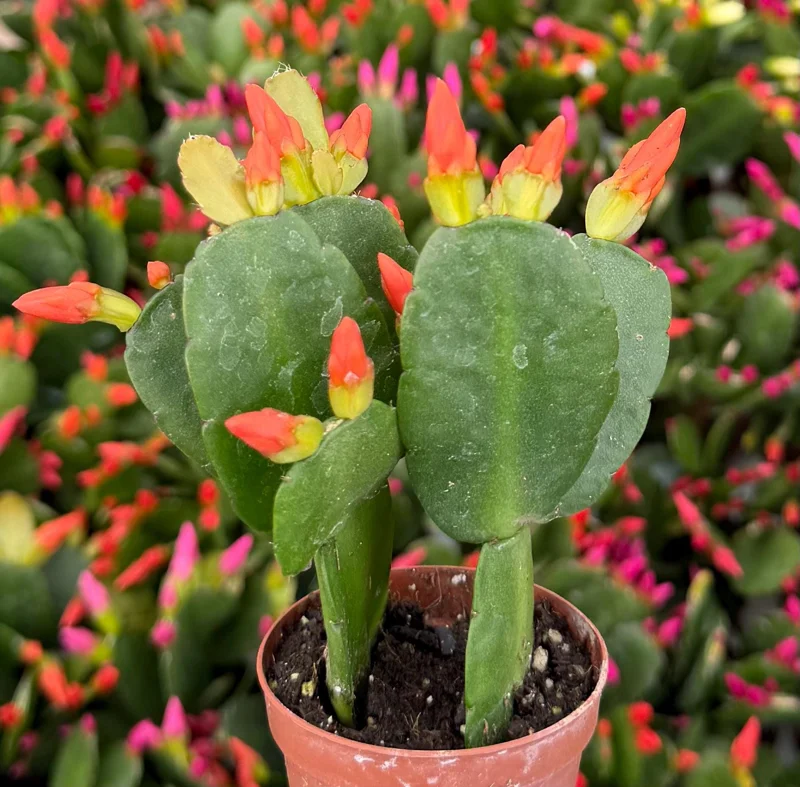 Easter Cactus Live Plant – Rhipsalidopsis Gaertneri – 2 inch Pot Houseplant - Image 7