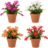 Easter Cactus Live Plant – Rhipsalidopsis Gaertneri – 4-8'' Tall – Assorted Blooms – No Pot - Image 1