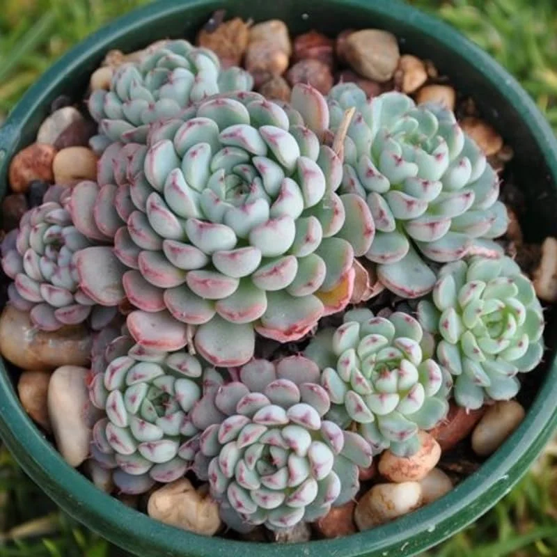Echeveria Blue Curl Live Succulent Plant - 4 Inch Pot, Well Rooted, Indoor/Outdoor - Image 2