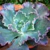 Echeveria Blue Curl Live Succulent Plant - 4 Inch Pot, Well Rooted, Indoor/Outdoor - Image 1
