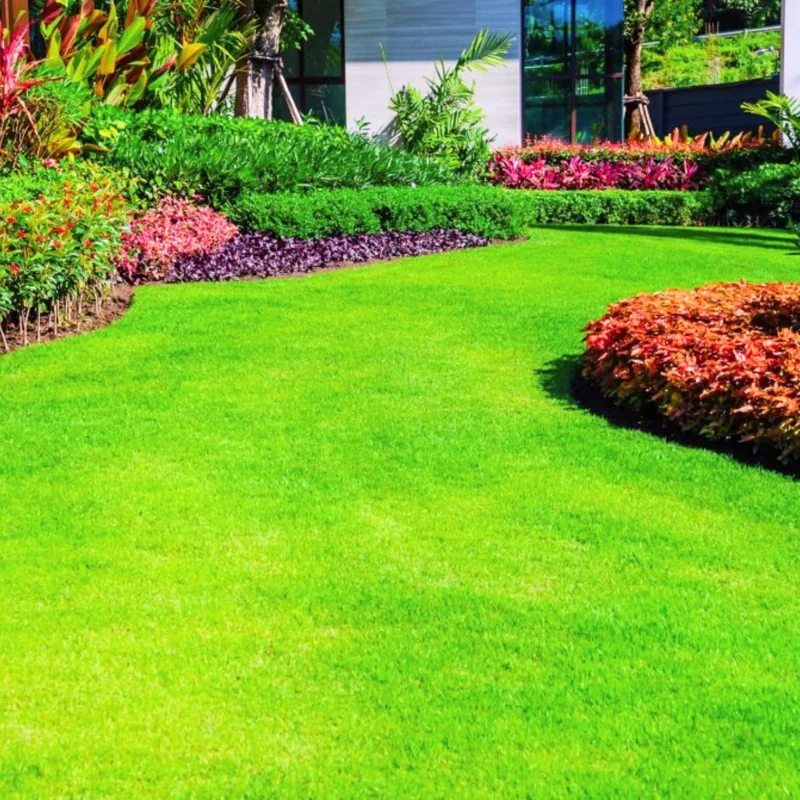 Emerald Zoysia Grass Seeds - 12000 Count, Drought Tolerant, Full Sun, Green - Image 1