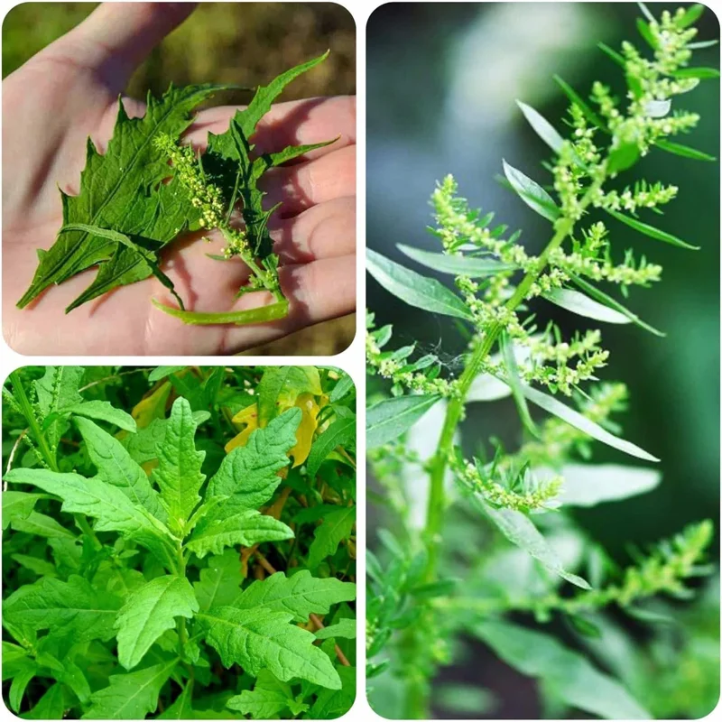 Epazote Live Plant - Culinary Herb in 4 Inch Pot for Indoor & Outdoor Gardens - Image 2