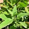 Epazote Live Plant - Culinary Herb in 4 Inch Pot for Indoor & Outdoor Gardens - Image 1