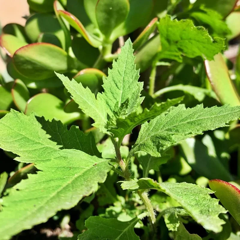 Epazote Live Plant - Culinary Herb in 4 Inch Pot for Indoor & Outdoor Gardens - Image 1