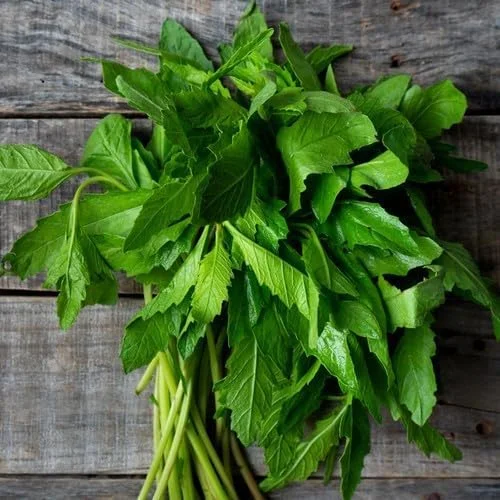 Epazote Live Plant for Planting | Well-Rooted Perennial Herb | 4-8 Inches Tall | Outdoor Garden - Image 2