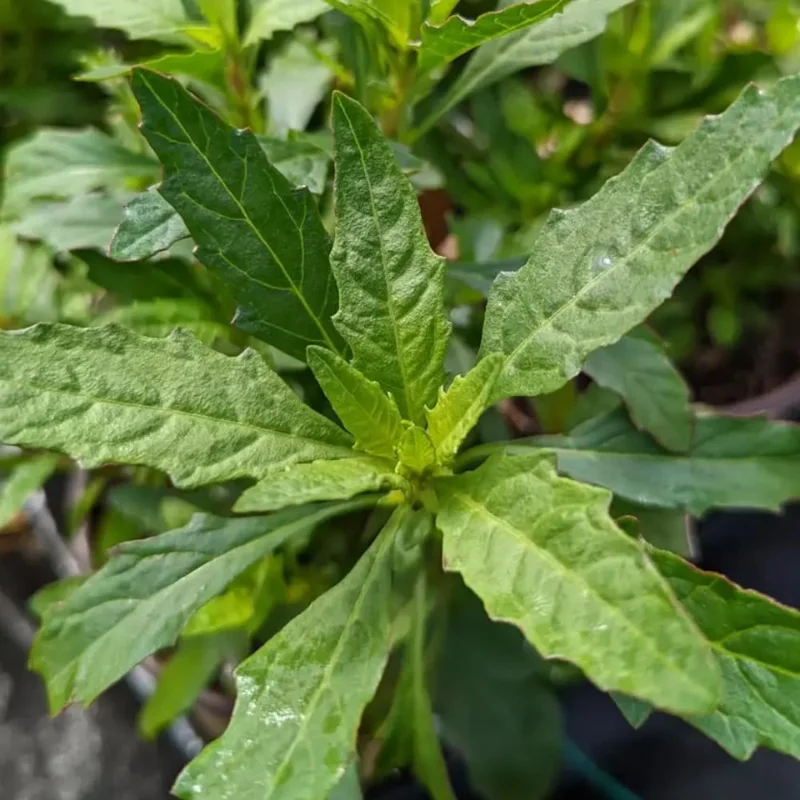 Epazote Live Plant for Planting | Well-Rooted Perennial Herb | 4-8 Inches Tall | Outdoor Garden - Image 1