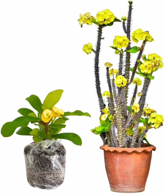 Euphorbia Milii Live Plant - Crown of Thorns Houseplant, 5-8 Inch Tall, Red Flowers - Image 4