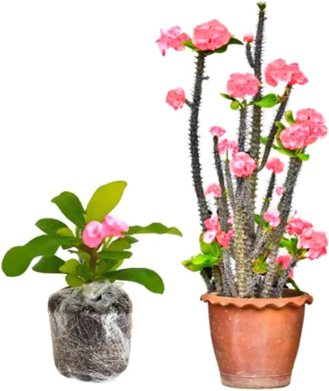 Euphorbia Milii Live Plant, Crown of Thorns Houseplant, Red, 5-8 Inc Tall - Image 5