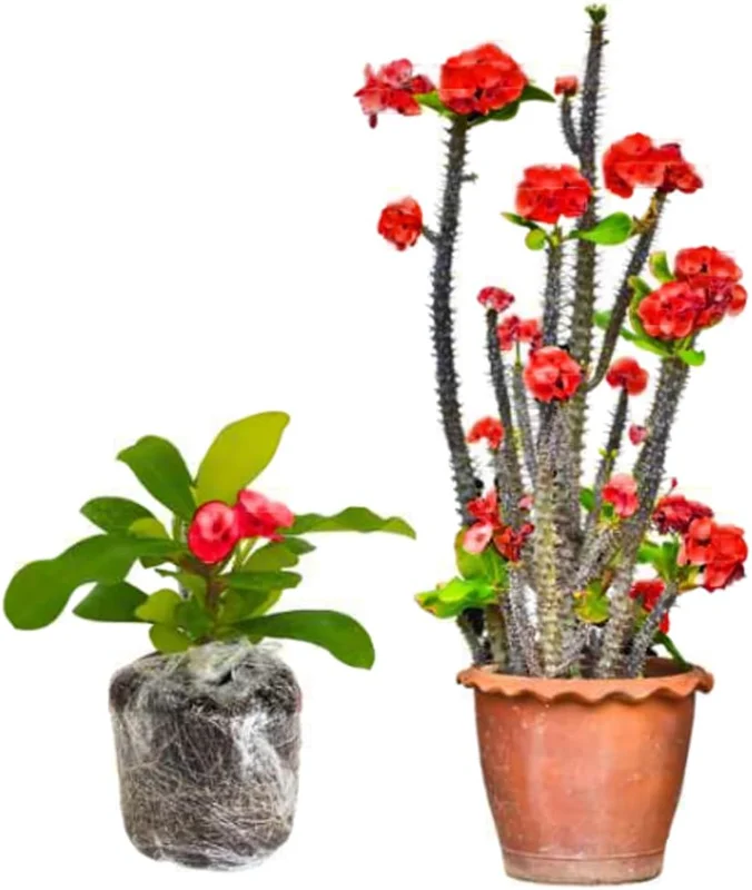 Euphorbia Milii Live Plant - Crown of Thorns Houseplant, Red Flowers, 5-8 Inch Tall - Image 1