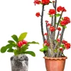 Euphorbia Milii Live Plant, Crown of Thorns, Red Flower Houseplant, 5-8 Inch Tall - Image 1