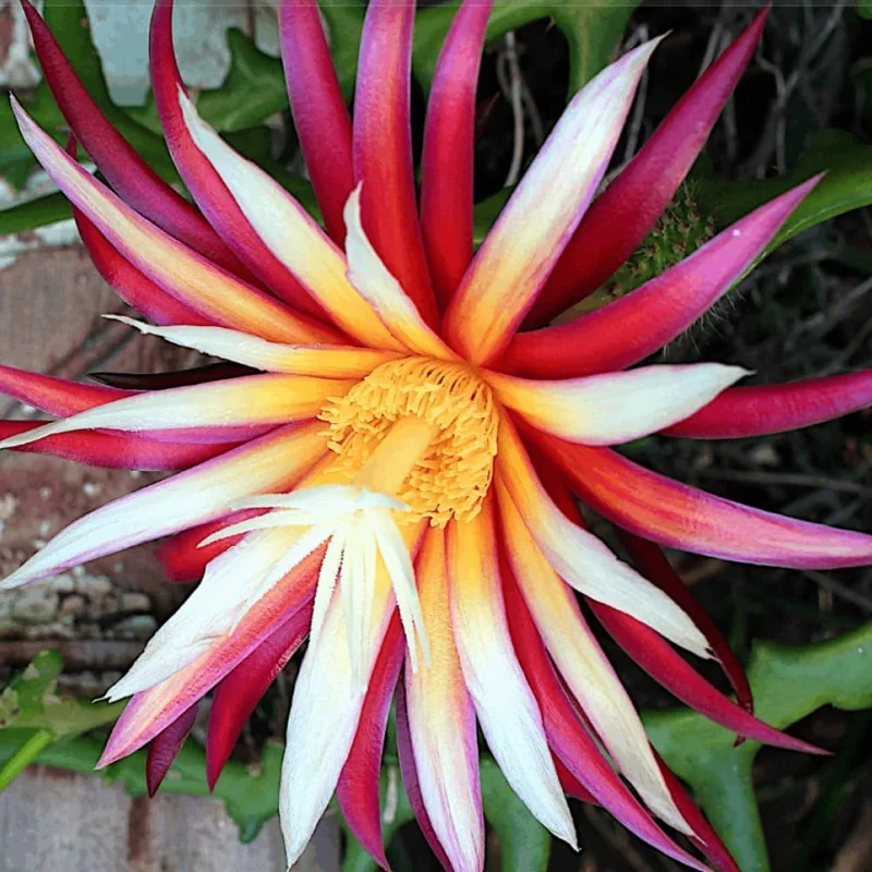 Fishbone Cactus Live Plant - Epiphyllum anguliger Succulent, 2-inch Pot - Image 2