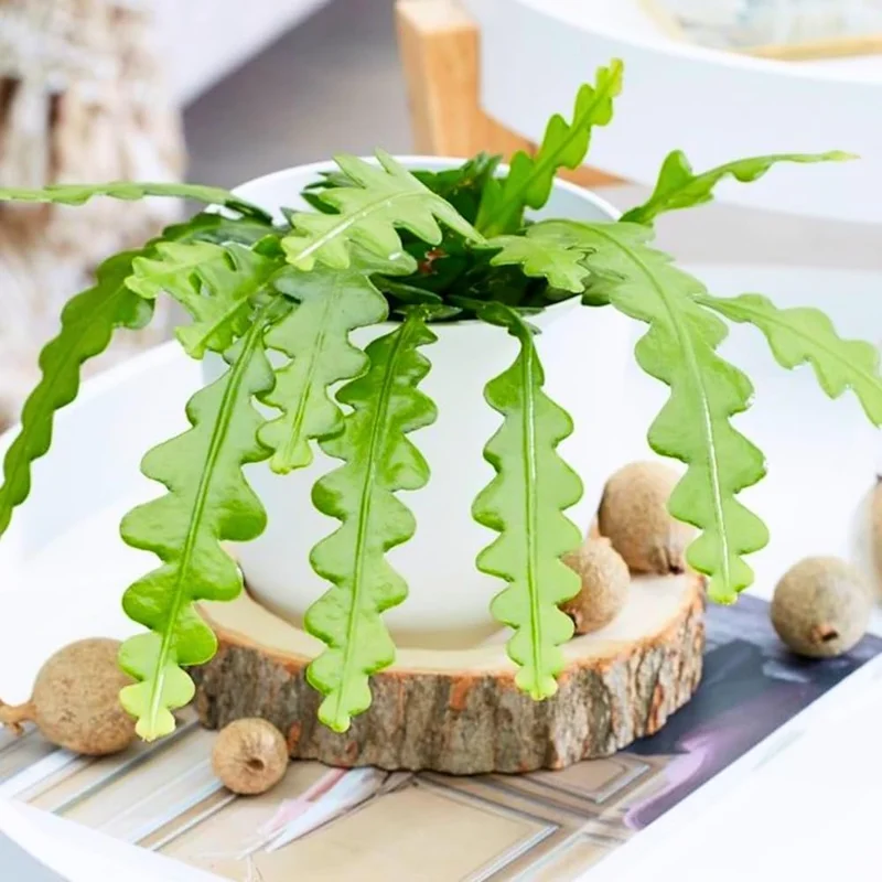 Fishbone Cactus Live Plant - Epiphyllum anguliger Succulent, 2-inch Pot - Image 1