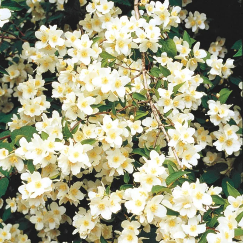 Fragrant Mock Orange Live Shrub - Philadelphus Plant, 5-10 Inches Tall, Outdoor - Image 2