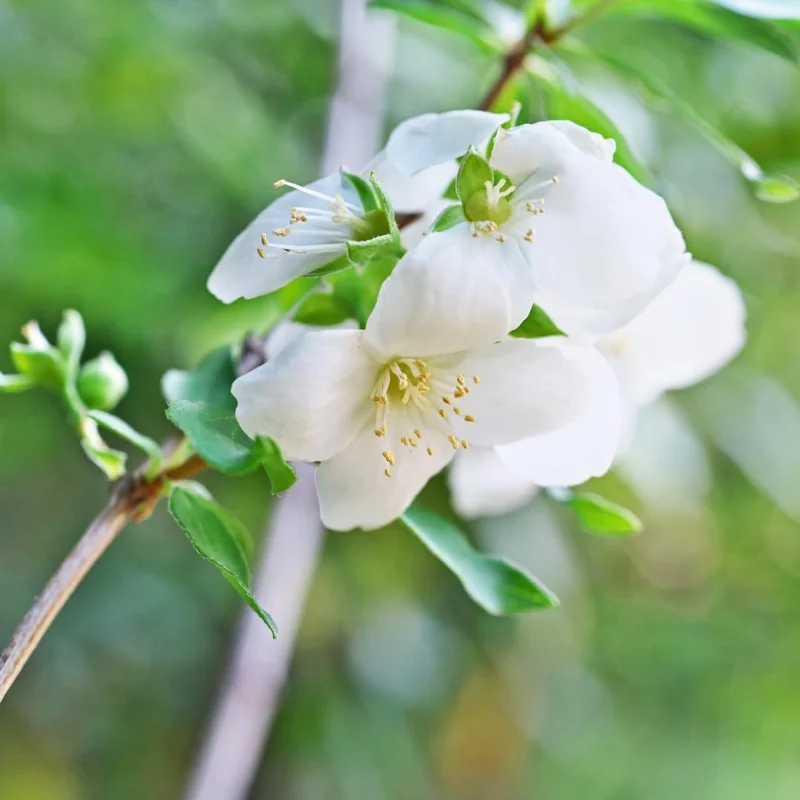 Fragrant Mock Orange Live Shrub - Philadelphus Plant, 5-10 Inches Tall, Outdoor - Image 4