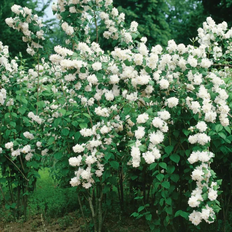 Fragrant Mock Orange Live Shrub - Philadelphus Plant, 5-10 Inches Tall, Outdoor - Image 7