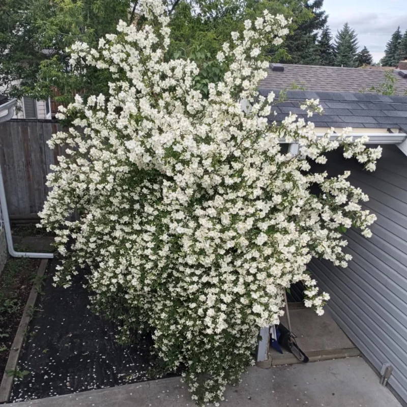 Fragrant Mock Orange Live Shrub - Philadelphus Plant, 5-10 Inches Tall, Outdoor - Image 8